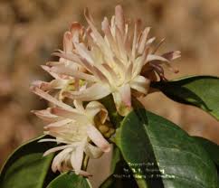 Illicium griffithii